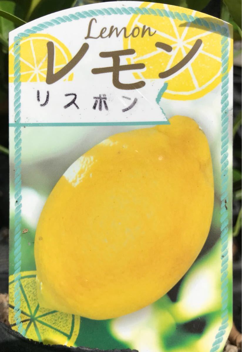 リスボン檸檬(レモン)苗木_画像1