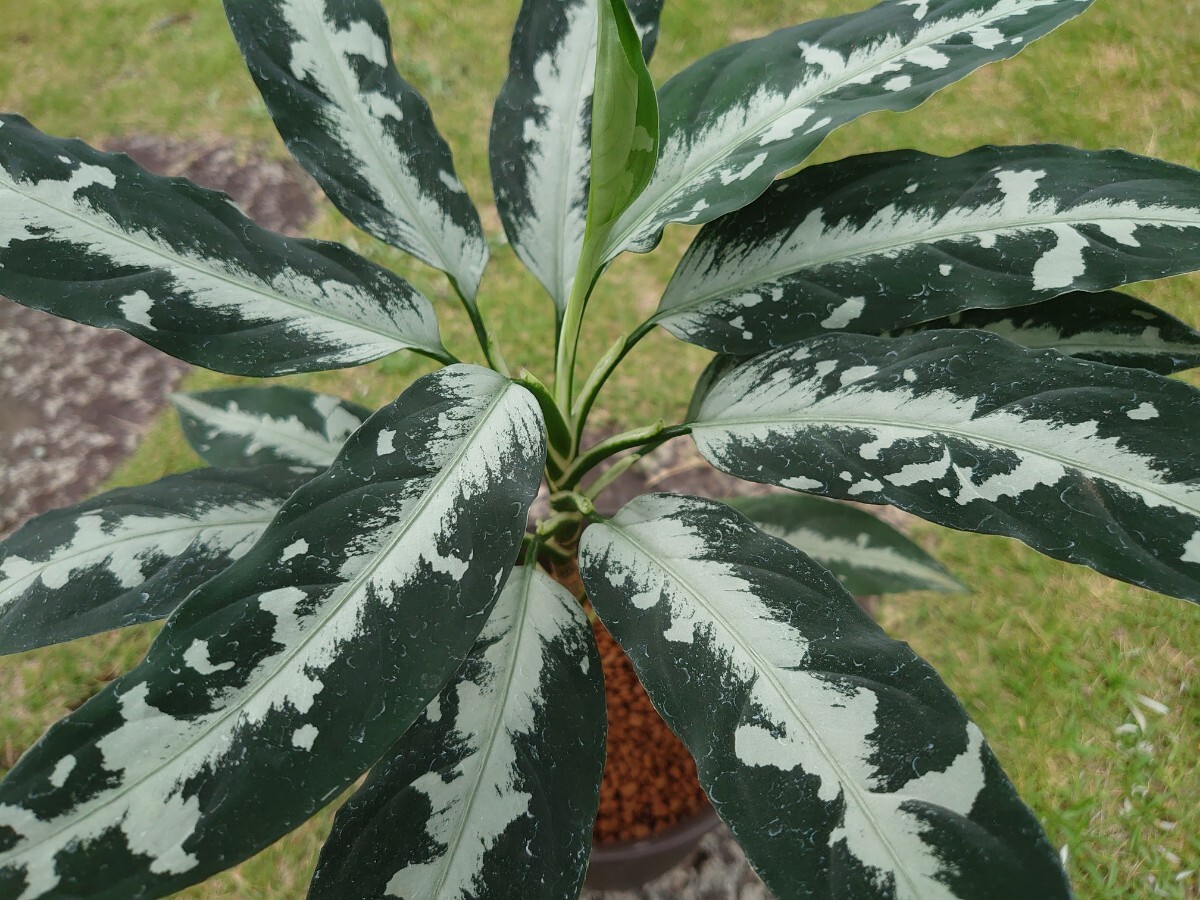 Aglaonema pictum Argentum“Stiria+1”【LA1113-3ss Aglaonema pictum Argentum“Stiria+1”【LA1113-3ss