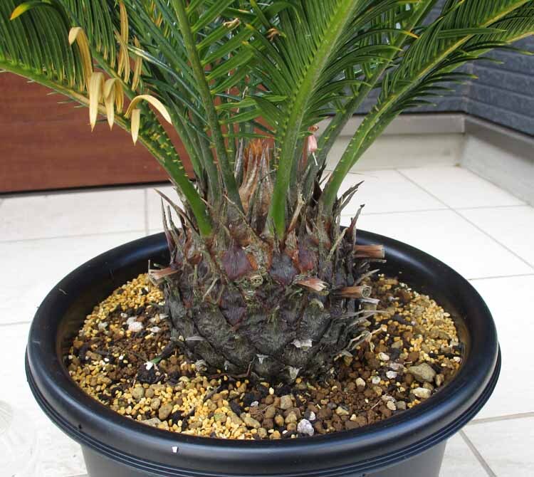 現品】キンカンソテツ/金冠蘇鉄 8号 Z9番 観葉植物 現品】キンカンソテツ/金冠蘇鉄 8号 Z9番 観葉植物