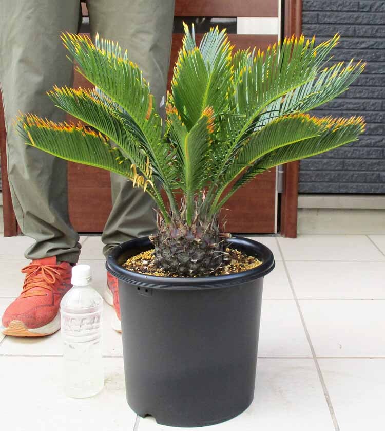 現品】キンカンソテツ/金冠蘇鉄 8号 Z9番 観葉植物 現品】キンカンソテツ/金冠蘇鉄 8号 Z9番 観葉植物