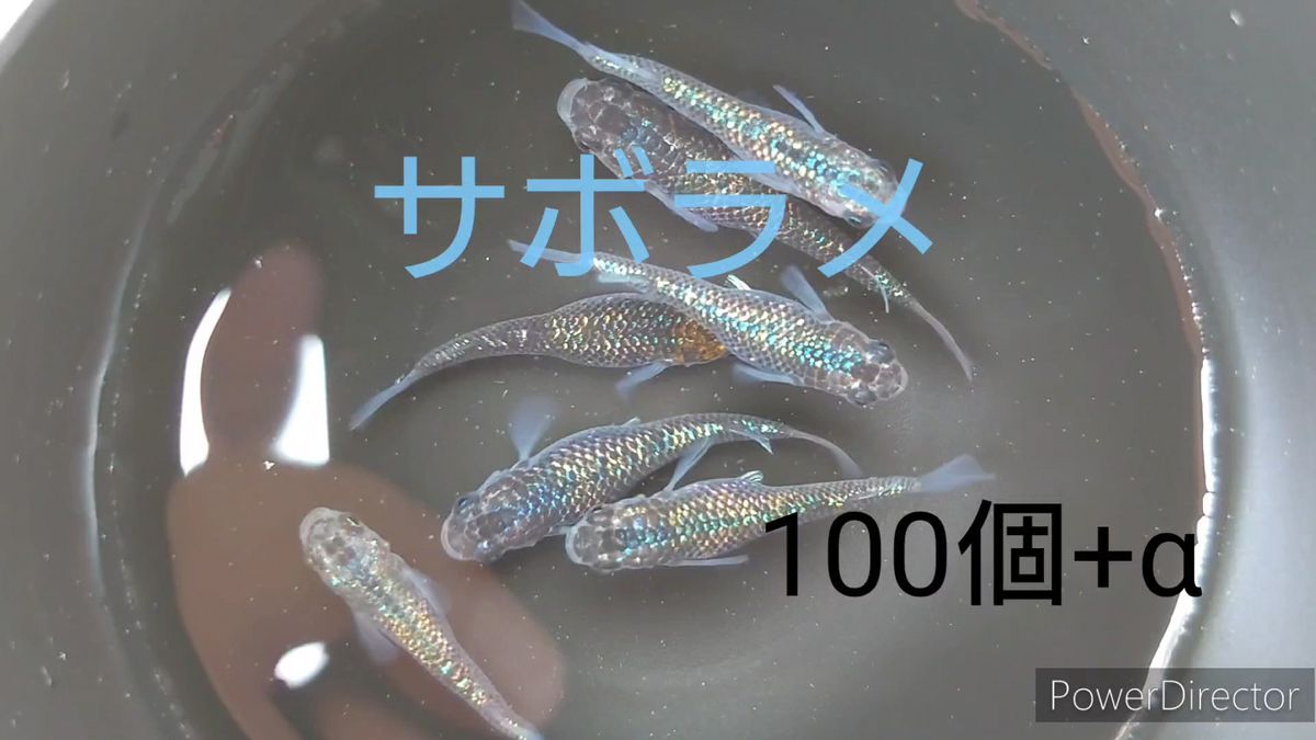 【サボラメ】めだか　有精卵100個＋α