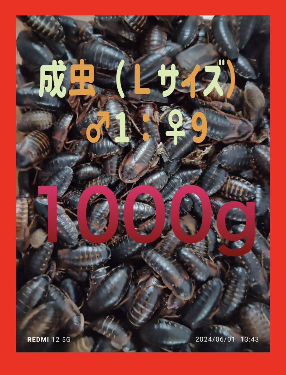《SALE価格》　デュビア　成虫　Ｌサイズ　♂ ♀ 混合　1000g 死亡保証＋１割