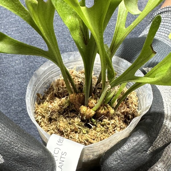 Y002「綴化個体」Platycerium ridleyi var. 'coral' (TC) (台湾 Y002「綴化個体」Platycerium ridleyi var. 'coral' (TC) (台湾
