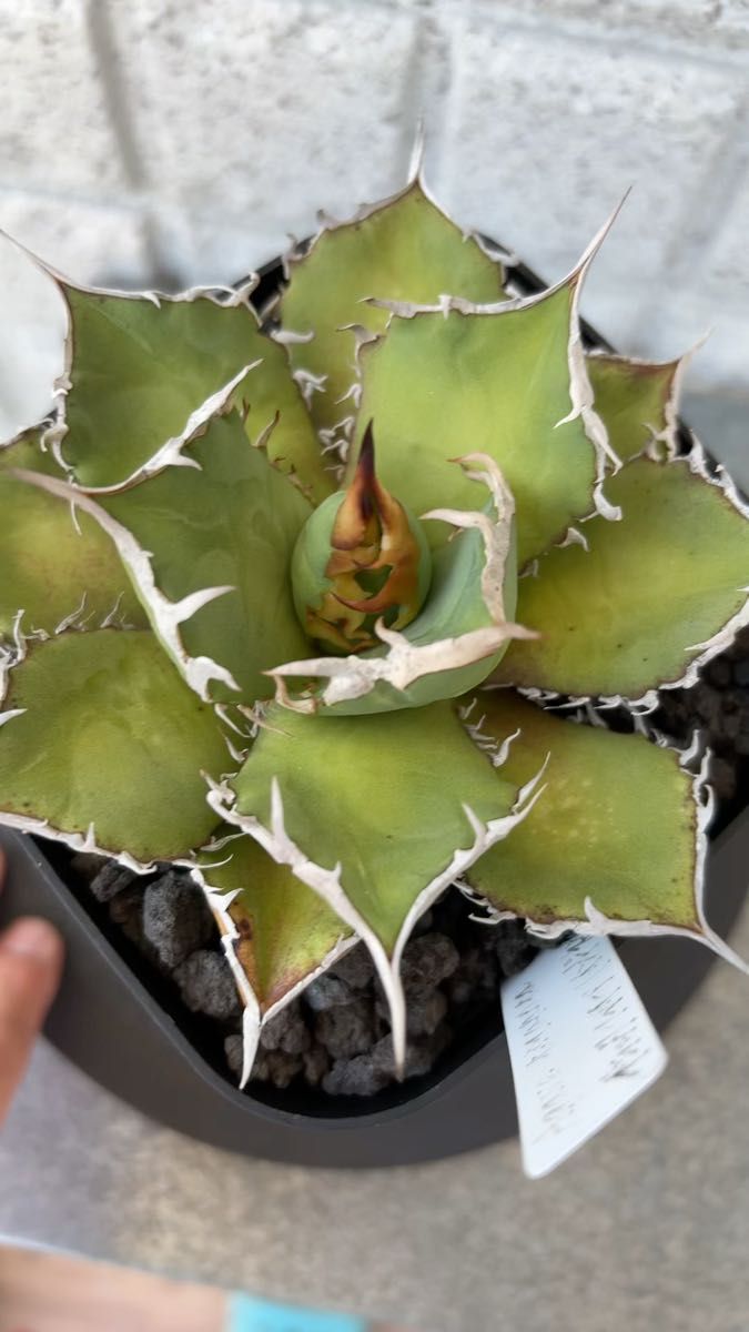 アガベ チタノタ agave titanota ブラックファイヤー　インドネシア　中株　発根すみ　鉢のまま発送　送料こみ