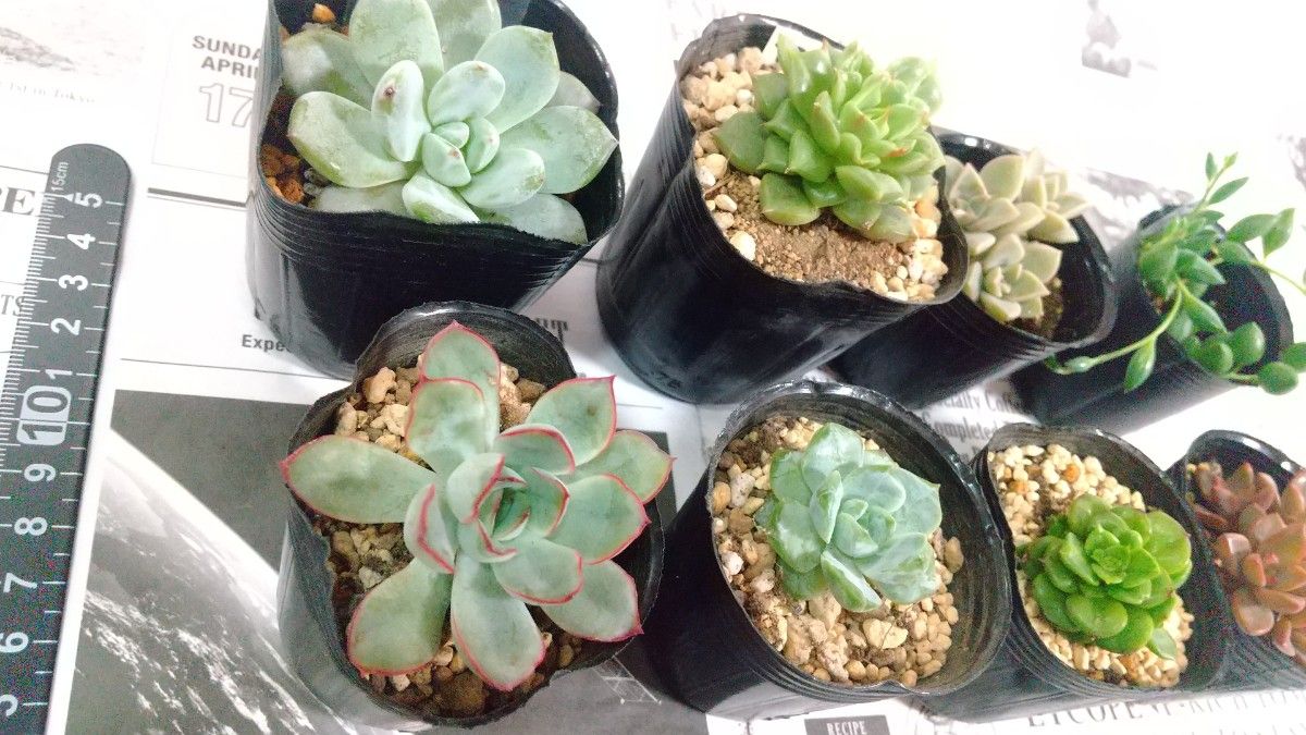 多肉植物 エケベリア 抜き苗|Yahoo!フリマ(旧PayPayフリマ) 多肉植物 エケベリア 抜き苗|Yahoo!フリマ(旧PayPayフリマ)