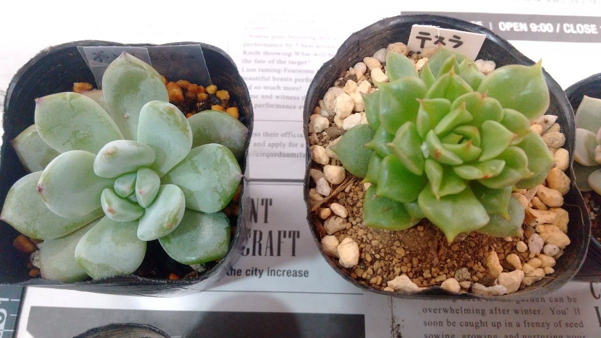 多肉植物 エケベリア 抜き苗|Yahoo!フリマ(旧PayPayフリマ) 多肉植物 エケベリア 抜き苗|Yahoo!フリマ(旧PayPayフリマ)