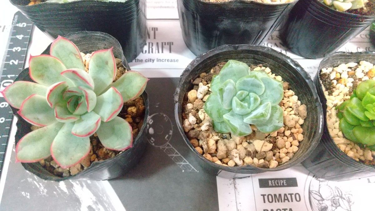 多肉植物 エケベリア 抜き苗|Yahoo!フリマ(旧PayPayフリマ) 多肉植物 エケベリア 抜き苗|Yahoo!フリマ(旧PayPayフリマ)