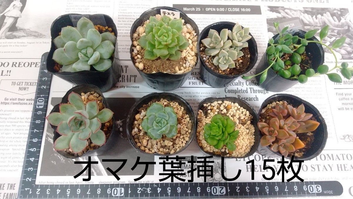 多肉植物 エケベリア 抜き苗|Yahoo!フリマ(旧PayPayフリマ) 多肉植物 エケベリア 抜き苗|Yahoo!フリマ(旧PayPayフリマ)