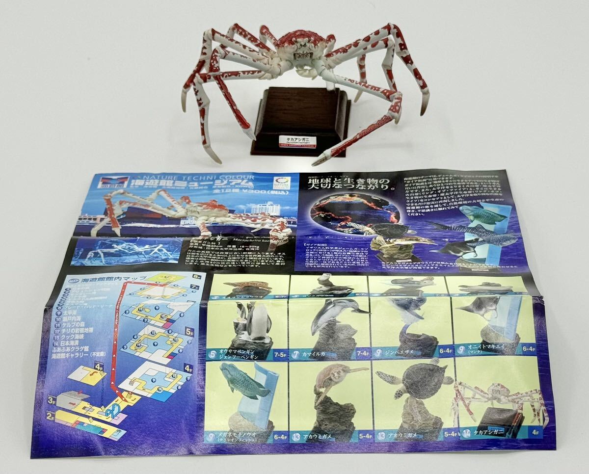 ネイチャーテクニカラー 海遊館ミュージアム タカアシガニ ネイチャーテクニカラー 海遊館ミュージアム タカアシガニ