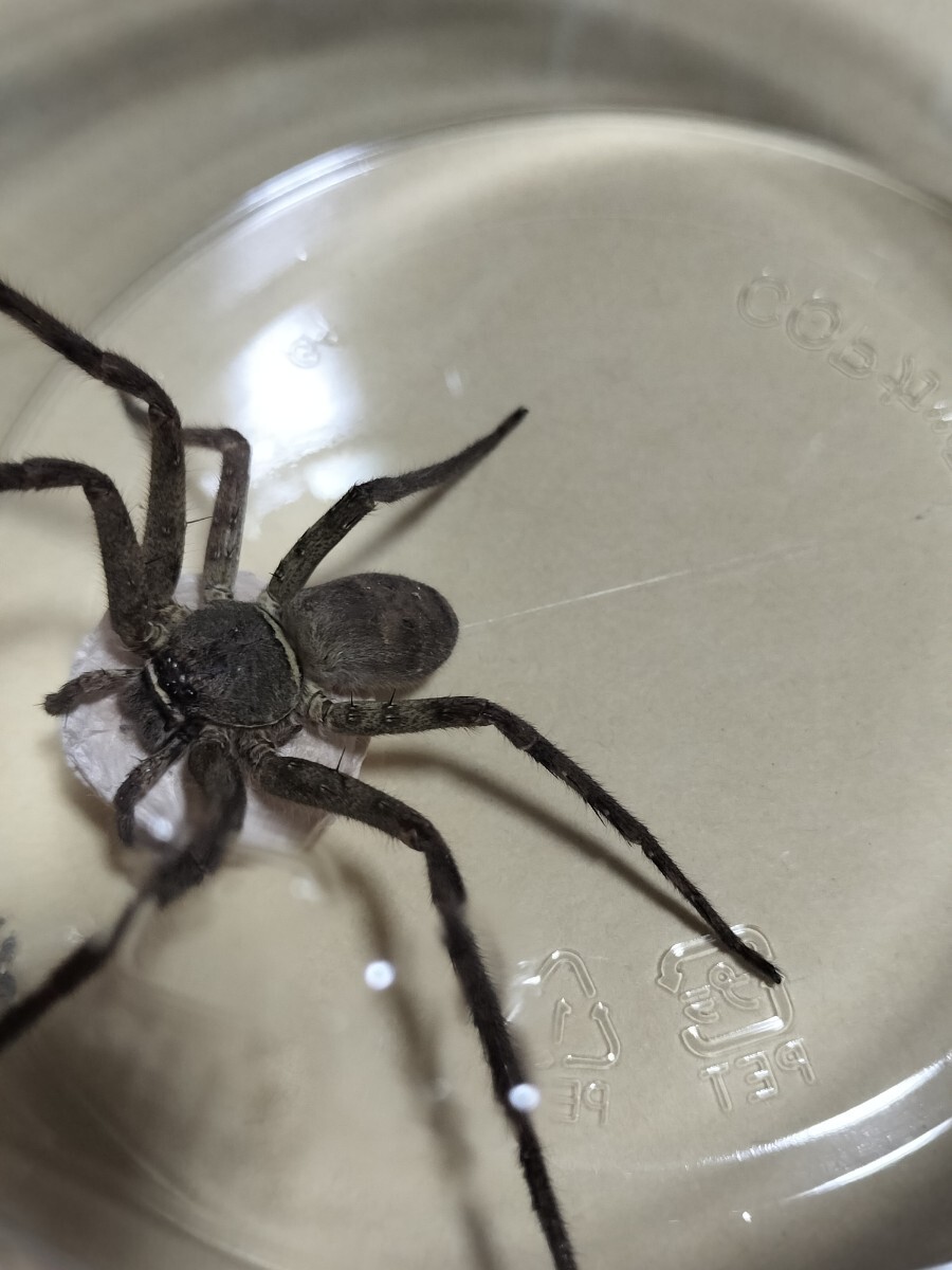 □値下げ□アシダカグモ軍曹→１匹＋卵付きです○大サイズのメスです○繁殖用に！！○ゴキブリ退治で大活躍してくれます○蜘蛛 グモ クモ(虫類)｜売買されたオークション情報、Yahoo!オークション(旧ヤフオク!)  の商品情報をアーカイブ公開 - オークファン（aucfan.com）