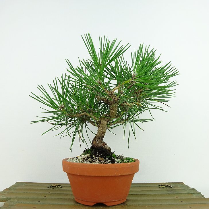  bonsai pine Japanese black pin height of tree approximately 17cm....Pinus thunbergii black matsumatsu. evergreen needle leaved tree .. for small goods reality goods 