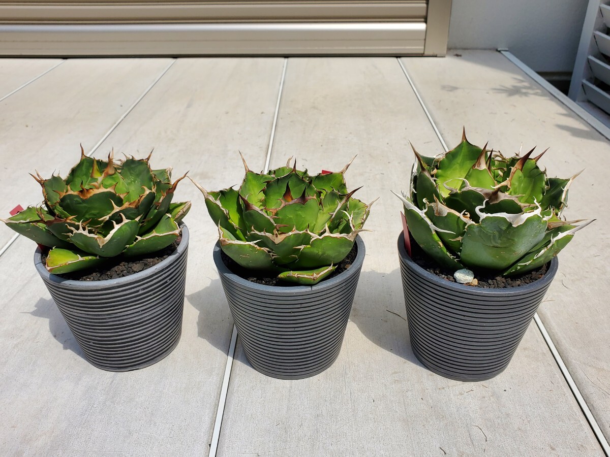 アガベ オテロイ 活着済み チタノタ 菊鉢5号 観葉植物 アガベ オテロイ 活着済み チタノタ 菊鉢5号 観葉植物