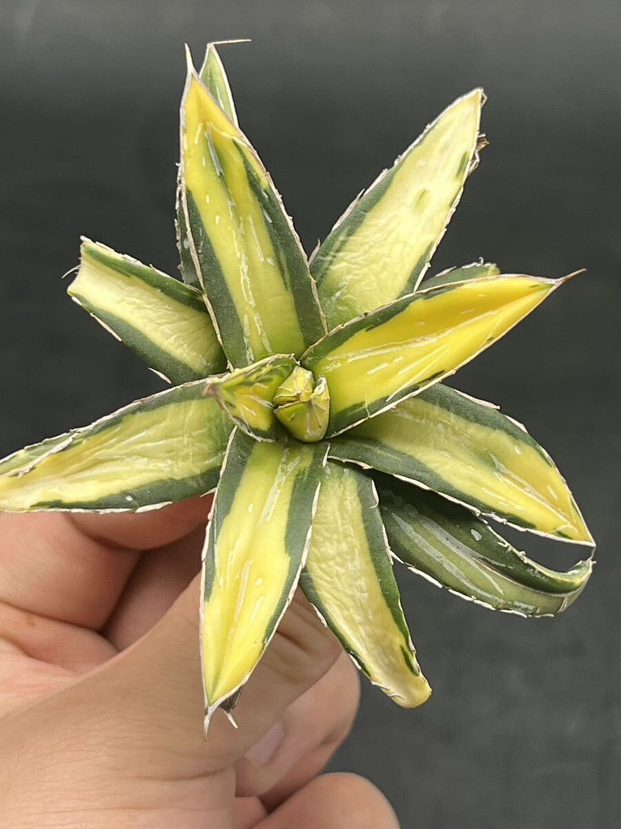 アガベ 多肉植物 ビクトリアレジーナサンキング|観葉植物 アガベ 多肉植物 ビクトリアレジーナサンキング|観葉植物