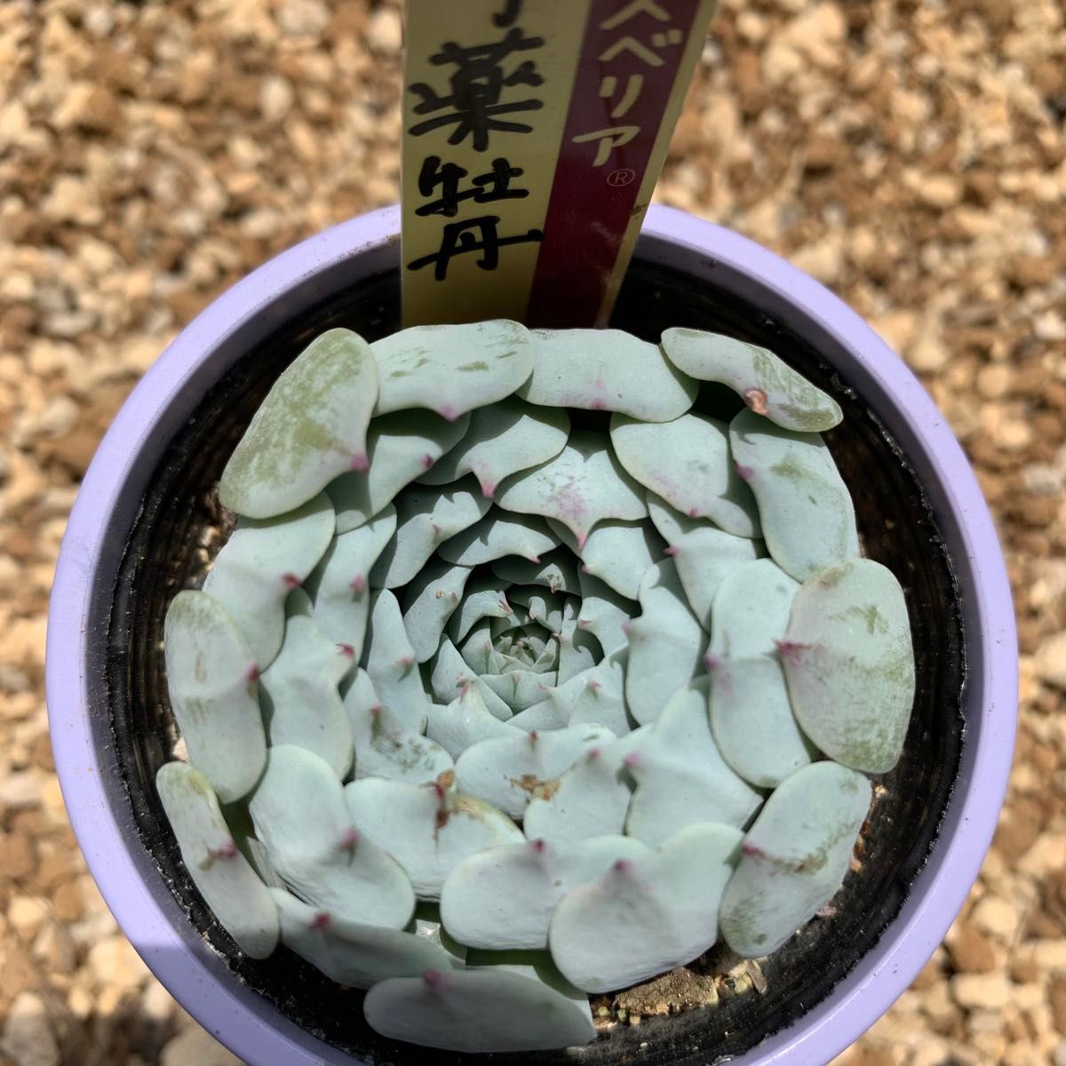 おらいさん苗 ミックスベリア 054 芍薬牡丹 札付き|Yahoo おらいさん苗 ミックスベリア 054 芍薬牡丹 札付き|Yahoo