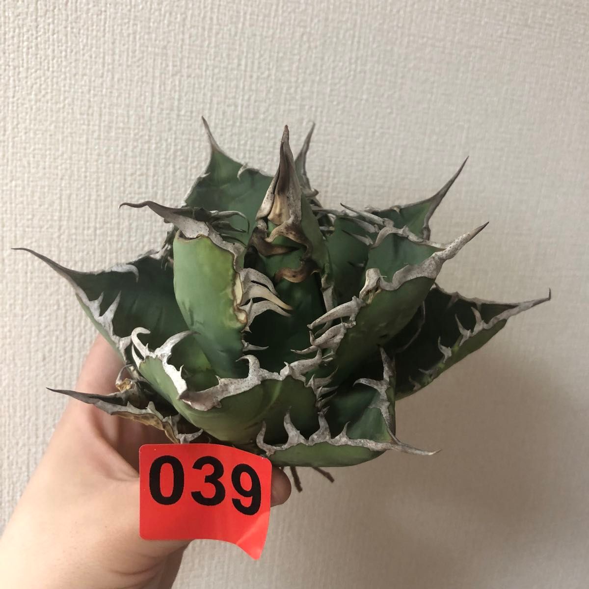 多肉植物アガベ チタノタ白鯨強刺し極上株|Yahoo!フリマ(旧 多肉植物アガベ チタノタ白鯨強刺し極上株|Yahoo!フリマ(旧
