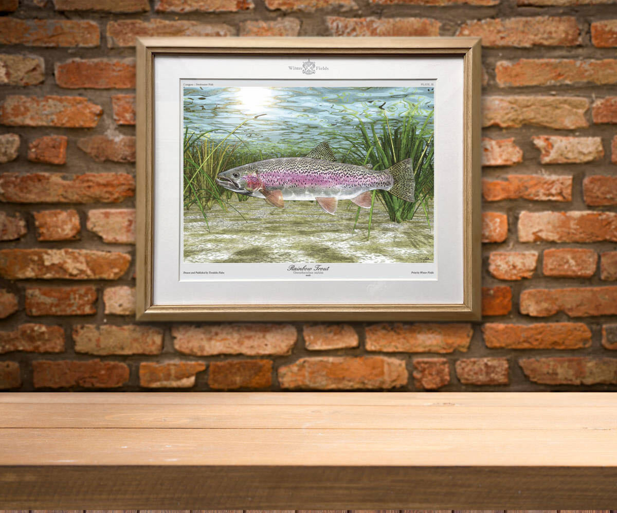 65%OFF【送料無料】 : 【父の日のプレゼントにおすすめ!】レインボートラウト《Category Freshwater III》ネイチャーアート Fish/PLATE. その他