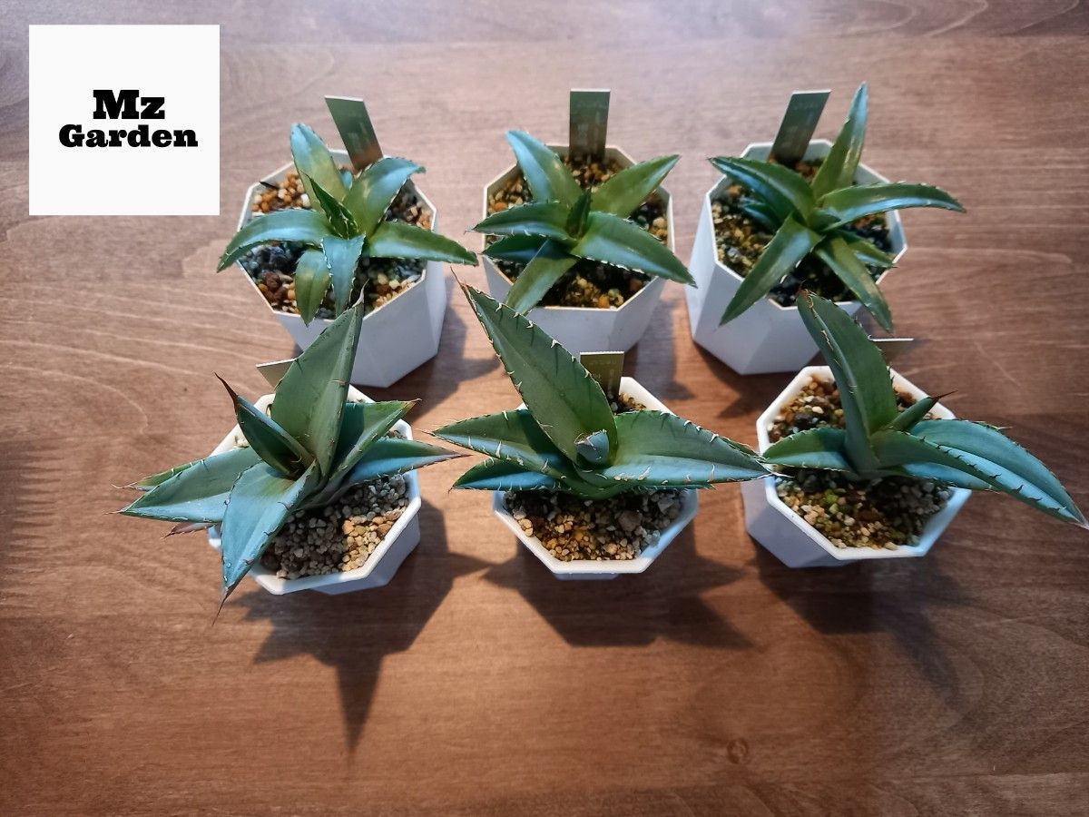 AGAVE アガベ ホリダ 笹の雪 各3株 計6株 抜き苗発送 Mz Garden AGAVE アガベ ホリダ 笹の雪 各3株 計6株 抜き苗発送 Mz Garden