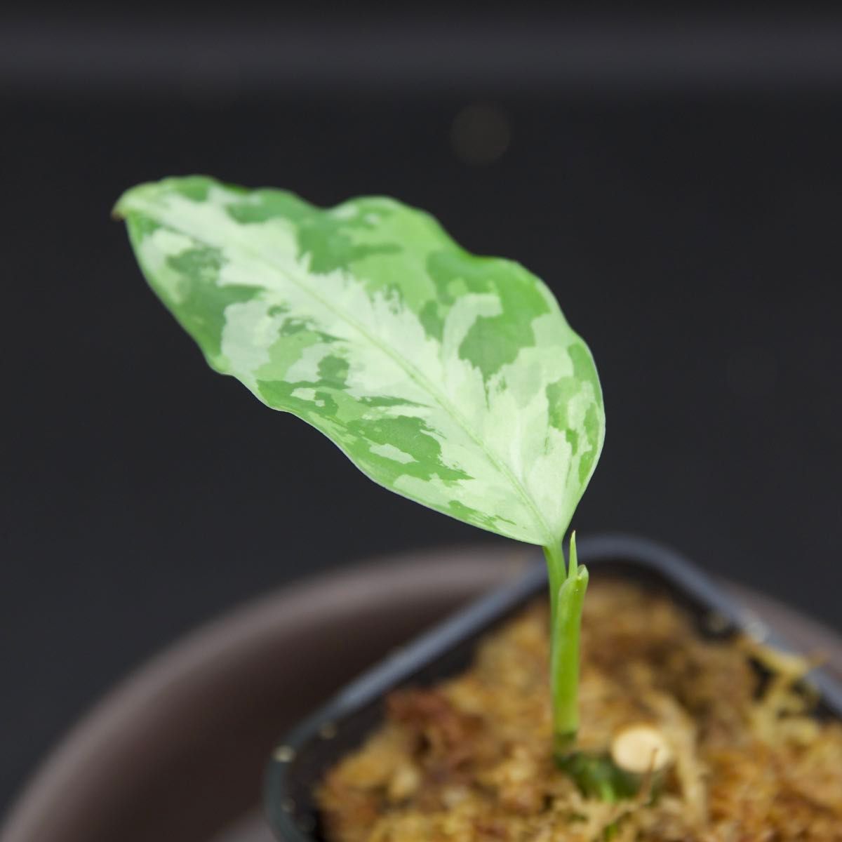 アグラオネマ/Aglaonema Pictum 4colors “雪華” [BEGO-A02/L10 アグラオネマ/Aglaonema Pictum 4colors “雪華” [BEGO-A02/L10
