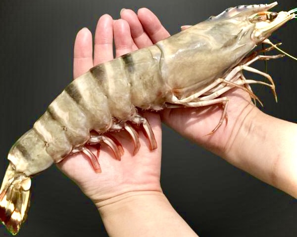 巨大海老★お試しに食べてみて!