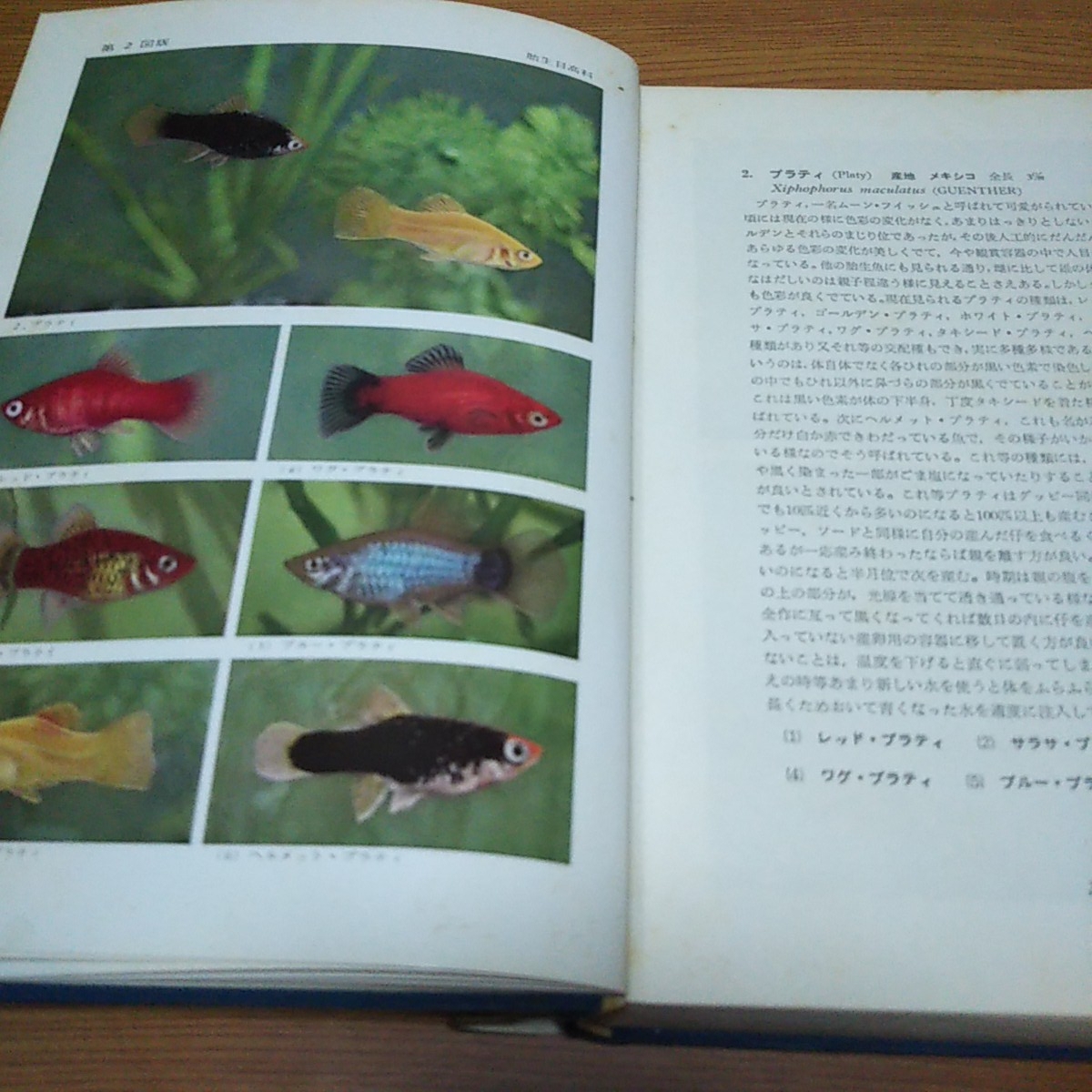  treasure [. color tropical fish illustrated reference book ] Showa era 41 year [ Hoikusha ].. confidence . work [ increase . modified . version ]