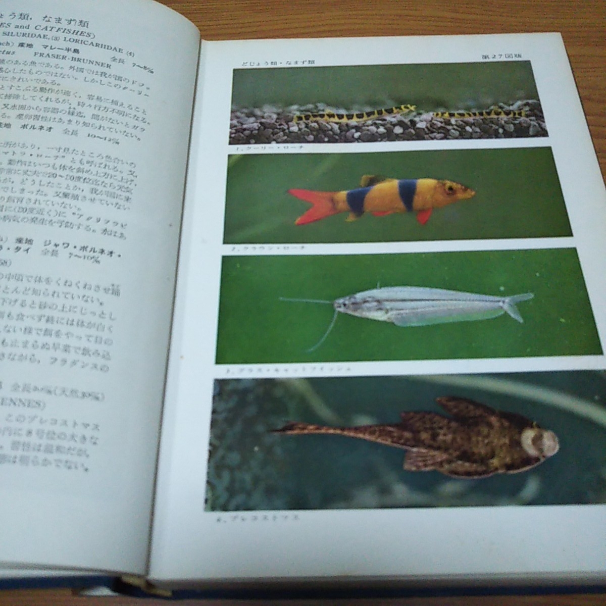  treasure [. color tropical fish illustrated reference book ] Showa era 41 year [ Hoikusha ].. confidence . work [ increase . modified . version ]