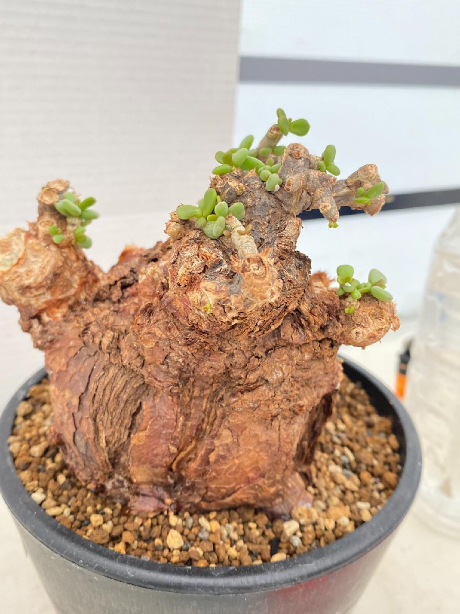 5613 「塊根植物」ケラリア ピグマエア大 植え【発根開始・多肉 5613 「塊根植物」ケラリア ピグマエア大 植え【発根開始・多肉