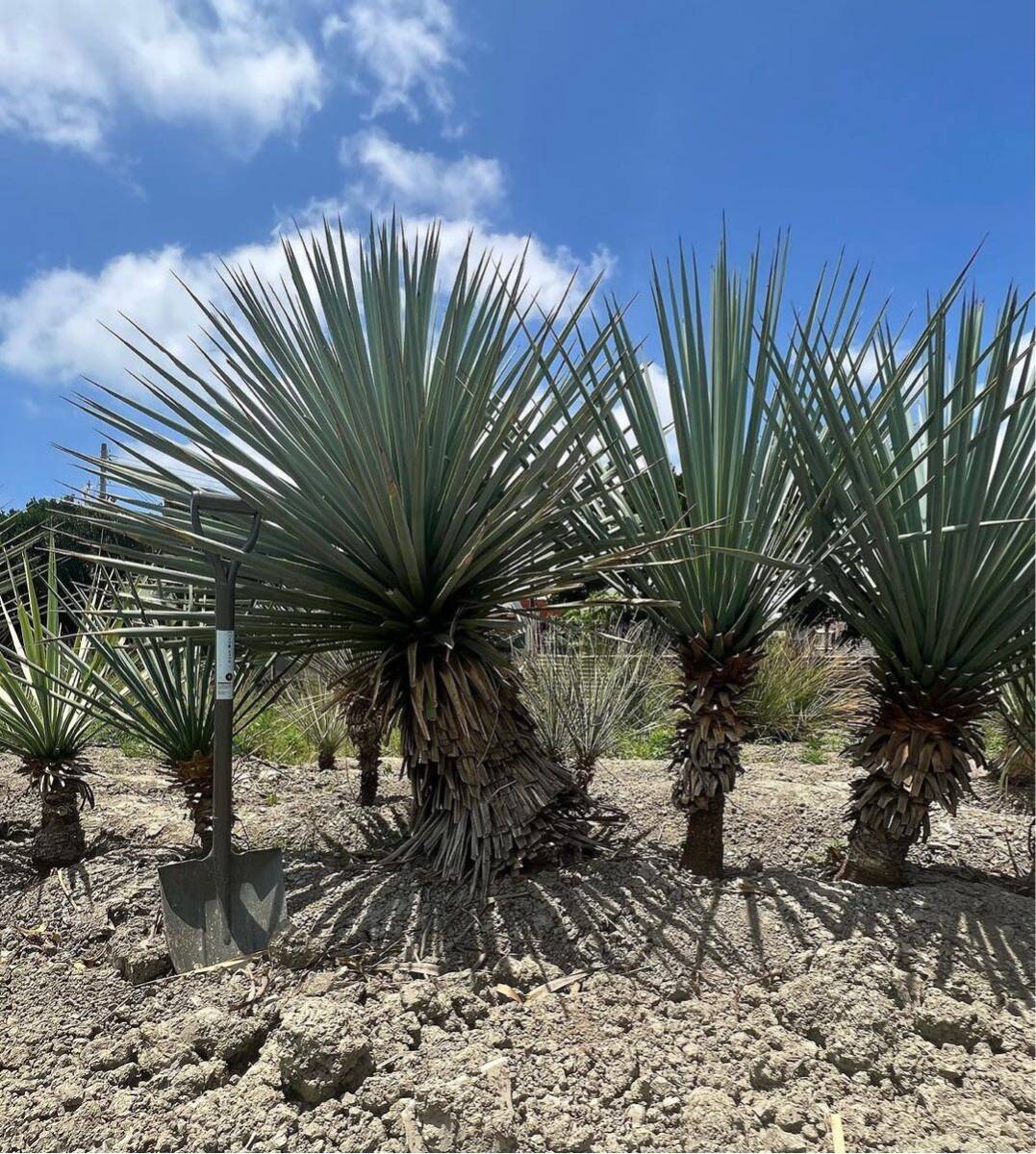 ユッカ リギダ Yucca rigida ブルーユッカ シルバーブルー耐寒性 ユッカ リギダ Yucca rigida ブルーユッカ シルバーブルー耐寒性