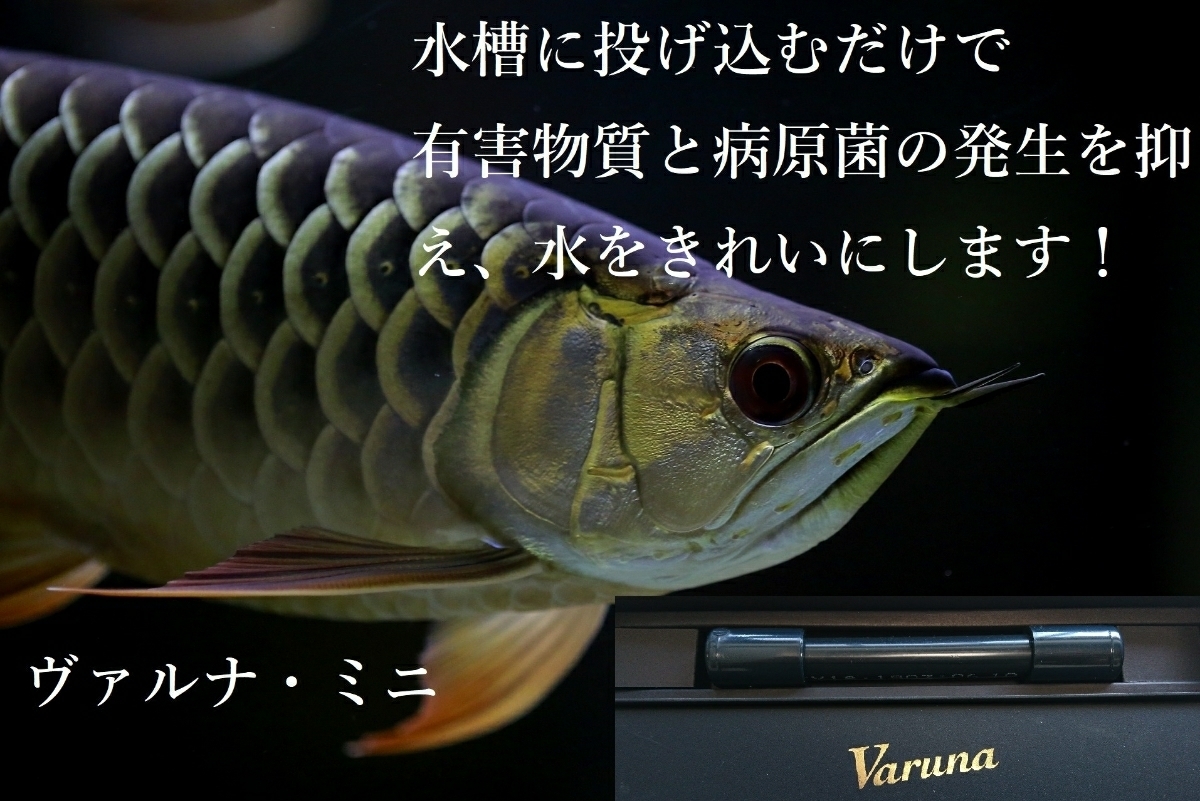 アロワナ の飼育者が絶賛 水槽の水が綺麗になります ヴァルナ8センチ 透明度がアップし有害物質を強力抑制 生体が活性化 水替え不要に 日本代購代bid第一推介 Funbid アロワナ の飼育者が絶賛 水槽の水が綺麗になります ヴァルナ8センチ 透明度がアップし有害物質を強力抑制 生体が活性化 水替え不要に 日本代購代bid第一推介 Funbid