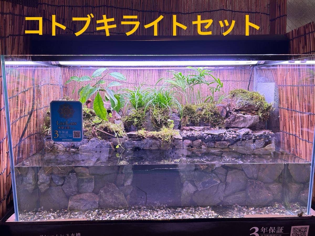 水の流れる滝テラリウム水槽 60センチオールガラス|Yahoo 水の流れる滝テラリウム水槽 60センチオールガラス|Yahoo