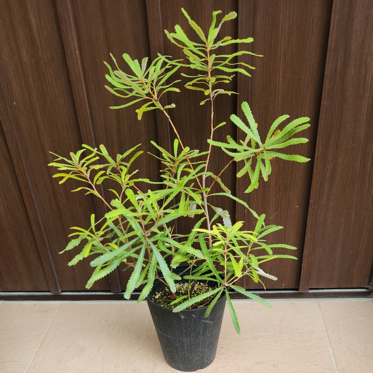 オブロンギフォリア バンクシア 鉢植え ワイルドフラワー オージープランツ ネイティブプランツ ドライガーデン|Yahoo!フリマ(旧PayPayフリマ)