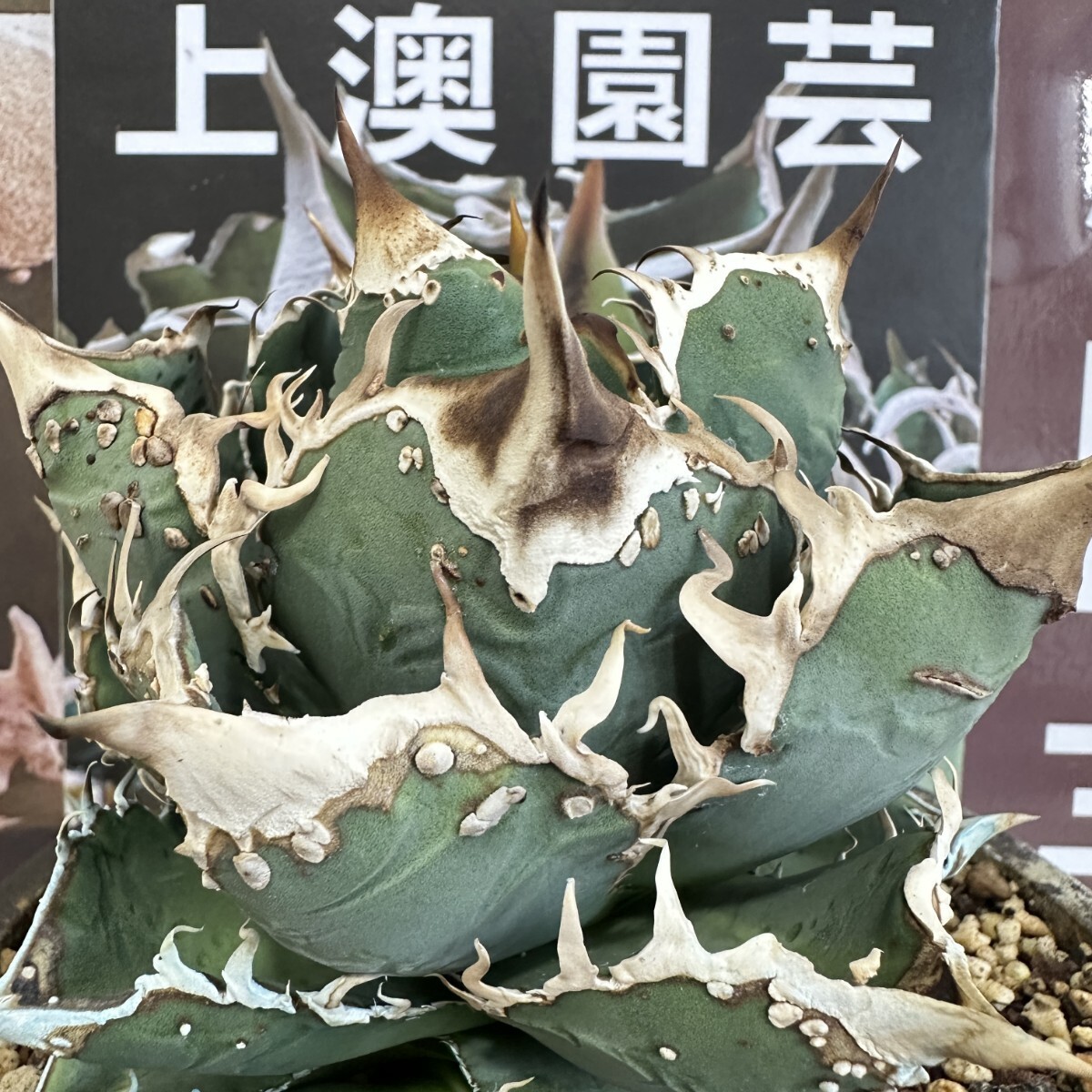 Yahoo!オークション - 334【上澳園芸】 アガベ チタノタ shangao Yahoo!オークション - 334【上澳園芸】 アガベ チタノタ shangao