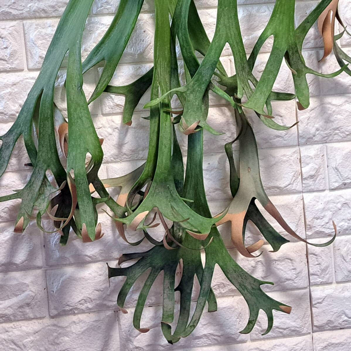 *6/13 import *135XL staghorn fern plant ( large stock +)*Platycerium willinckii Roll( pra tikeliumwi Lynn key )East Java/. angle . tooth 