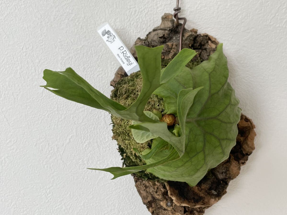 リドレイ 細葉 ridleyi thin frond 胞子撒き spore スポア 株 リドレイ 細葉 ridleyi thin frond 胞子撒き spore スポア 株