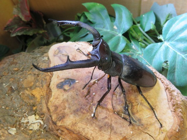 マンディブラリスフタマタクワガタ ♂102ミリ♀43ミリ マンディブラリスフタマタクワガタ ♂102ミリ♀43ミリ