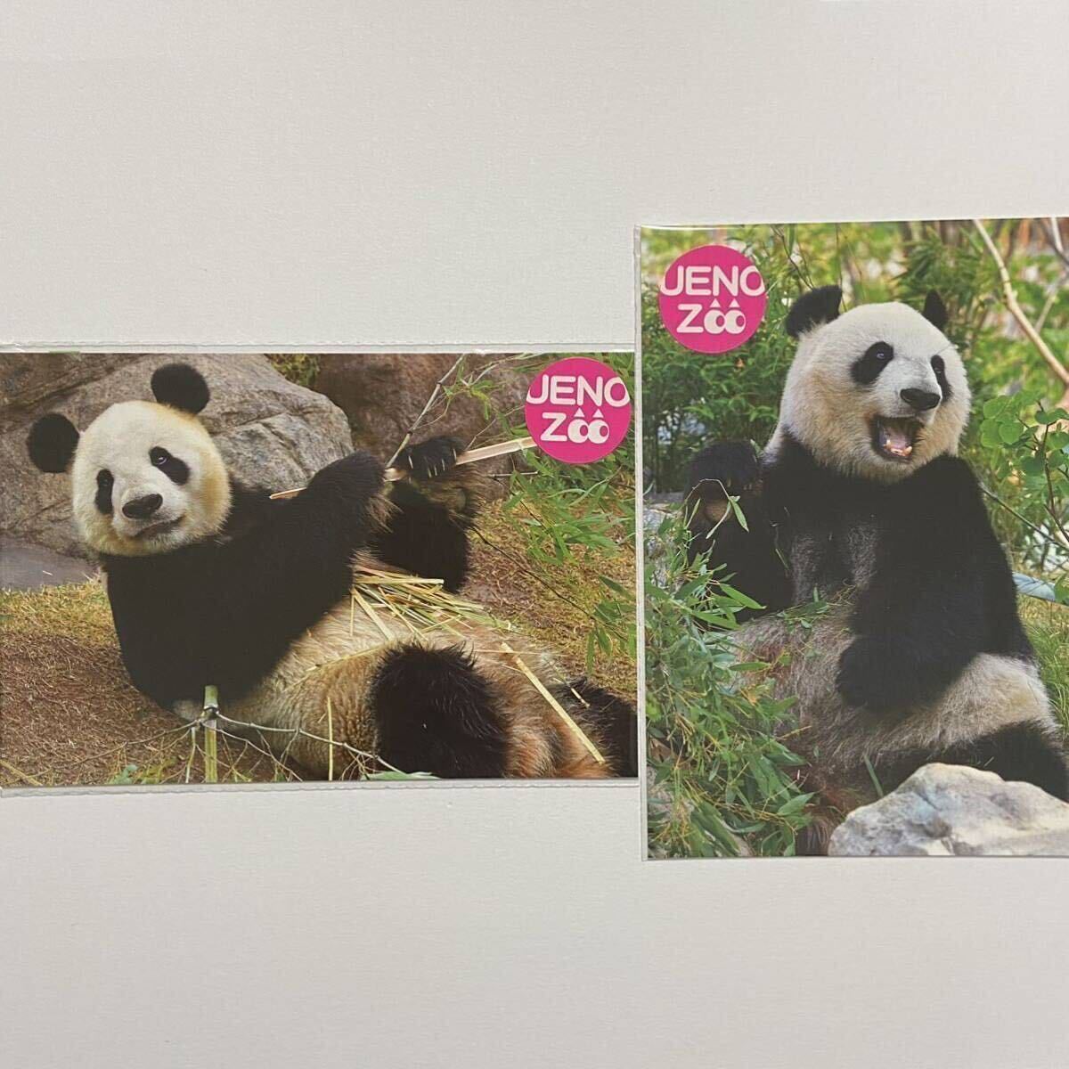 リーリー シンシン 上野動物園公式 ポストカード クリスタル リーリー シンシン 上野動物園公式 ポストカード クリスタル