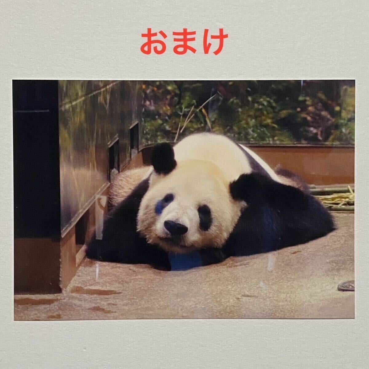 リーリー シンシン 上野動物園公式 ポストカード クリスタル リーリー シンシン 上野動物園公式 ポストカード クリスタル