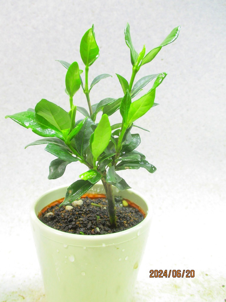 [ green. market ] legume bonsai material real . gardenia pulling out seedling shipping (61346) image total height :19.* non-standard-sized mail shipping : free shipping * pot less / for earth ( root pot ) less 