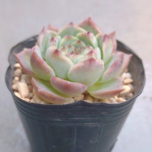 多肉植物 ブルーピーコック カット苗|Yahoo!フリマ(旧PayPay 多肉植物 ブルーピーコック カット苗|Yahoo!フリマ(旧PayPay