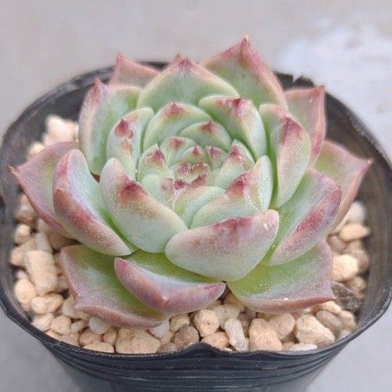 多肉植物 ブルーピーコック カット苗|Yahoo!フリマ(旧PayPay 多肉植物 ブルーピーコック カット苗|Yahoo!フリマ(旧PayPay