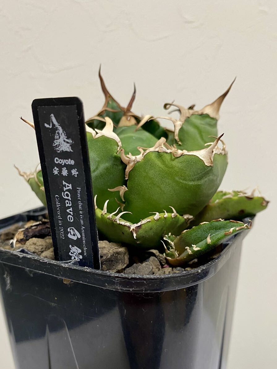 Yahoo!オークション - coyote plants アガベ 安曇野 白鯨 タグ付 Yahoo!オークション - coyote plants アガベ 安曇野 白鯨 タグ付