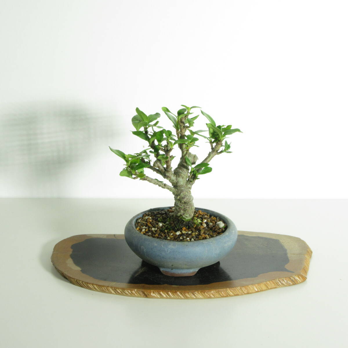 あ*様 クチナシ小品盆栽 クチナシ( 梔子 ) 』/樹高8.5㎝/ 盆栽 小品盆栽 ミニ盆栽 花物