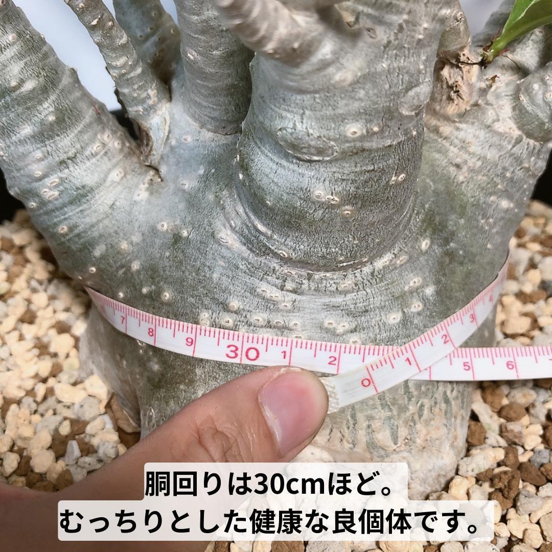 PA11 8号鉢植え アデニウム アラビカム 大株 コーデックス 限定 PA11 8号鉢植え アデニウム アラビカム 大株 コーデックス 限定