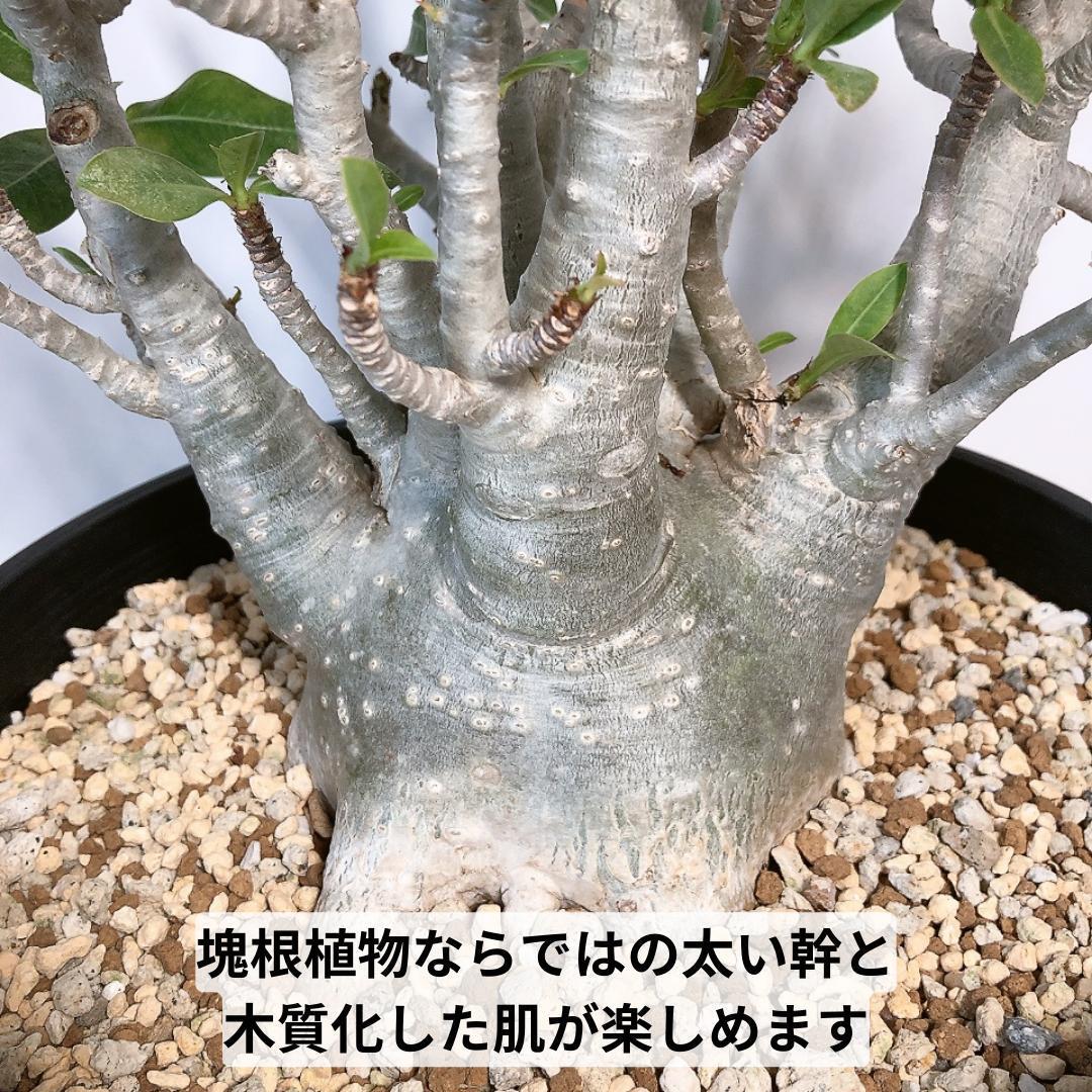 PA11 8号鉢植え アデニウム アラビカム 大株 コーデックス 限定 PA11 8号鉢植え アデニウム アラビカム 大株 コーデックス 限定