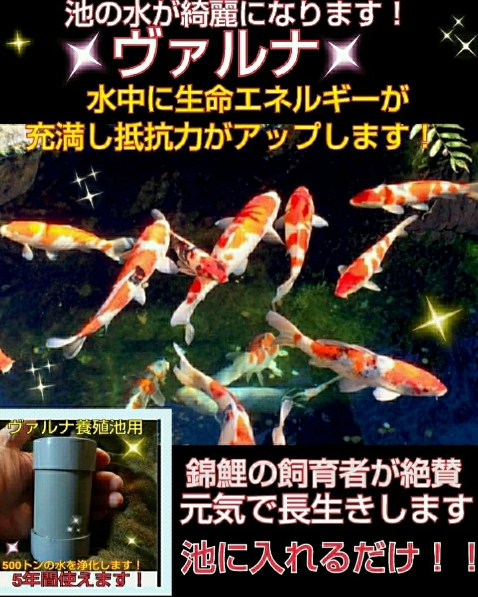 池の水質アップに抜群☆錦鯉の品評会から絶賛【ヴァルナ池用】透明度がアップし病原菌や感染症を強力抑制！生体が活性化します！水替不要_5年間パワー持続！経済的！