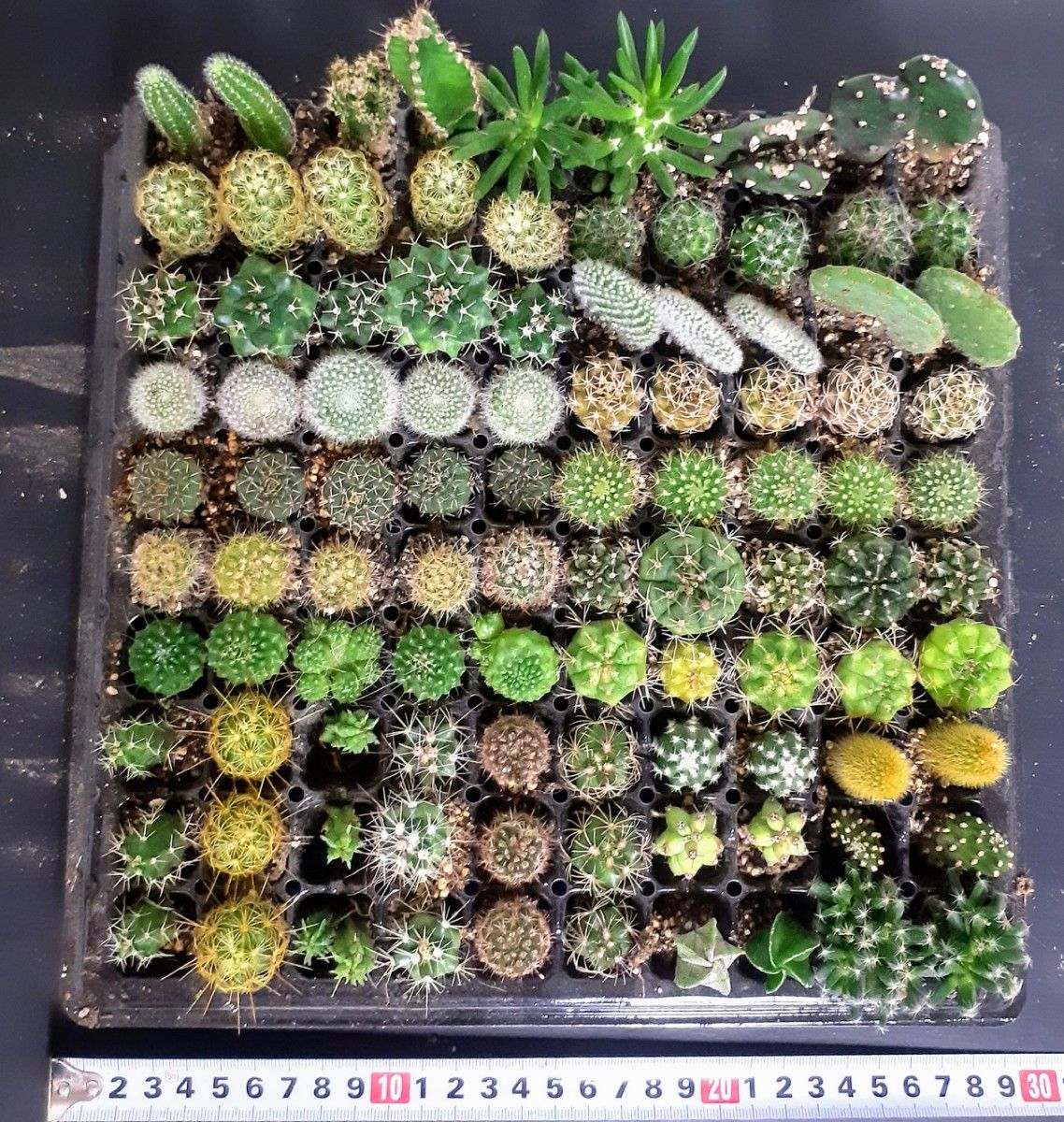 多肉植物 サボテン(ミニ)抜き苗 100個|Yahoo!フリマ(旧PayPay 多肉植物 サボテン(ミニ)抜き苗 100個|Yahoo!フリマ(旧PayPay