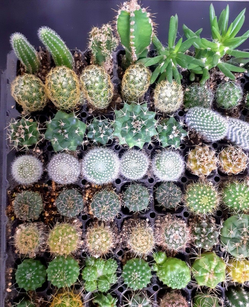 多肉植物 サボテン(ミニ)抜き苗 100個|Yahoo!フリマ(旧PayPay 多肉植物 サボテン(ミニ)抜き苗 100個|Yahoo!フリマ(旧PayPay