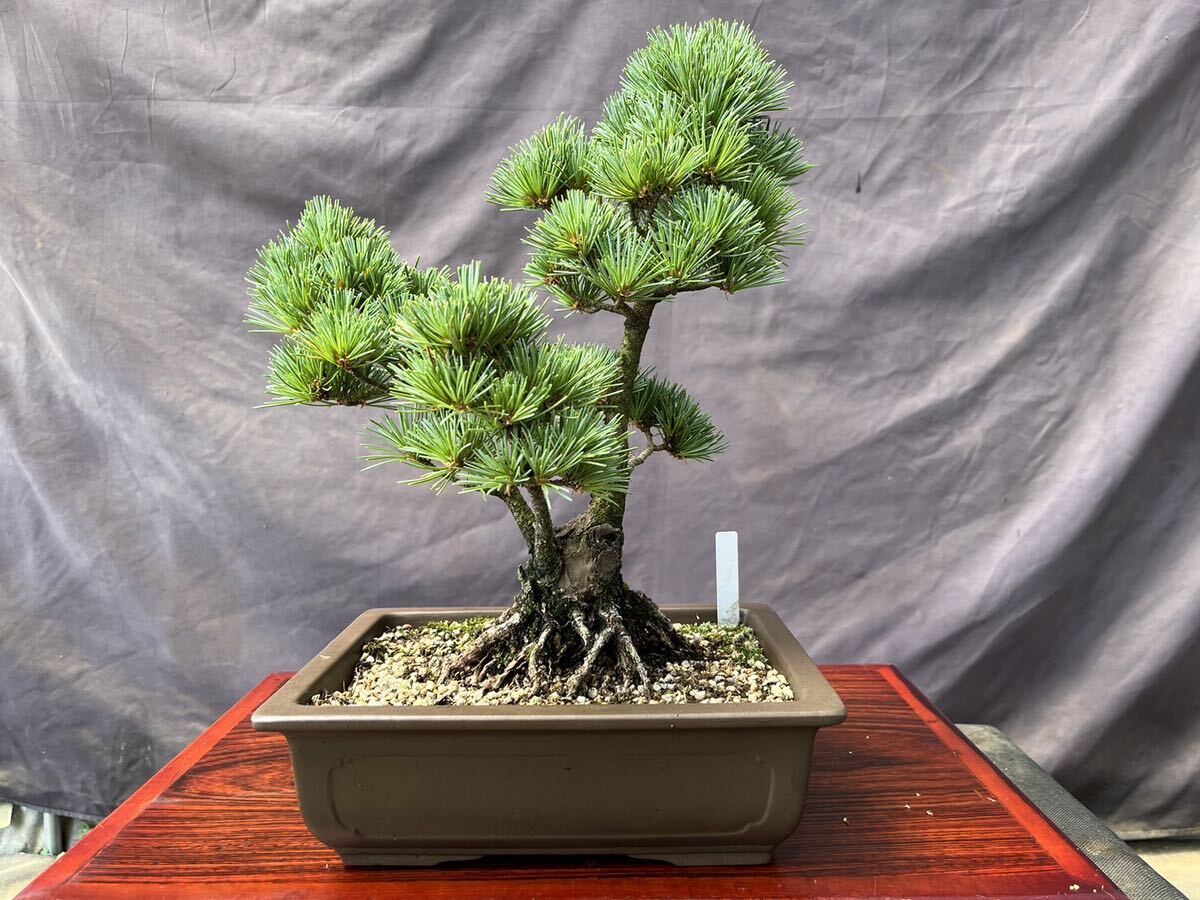 ... leaf pine .. leaf pine . leaf pine bonsai 