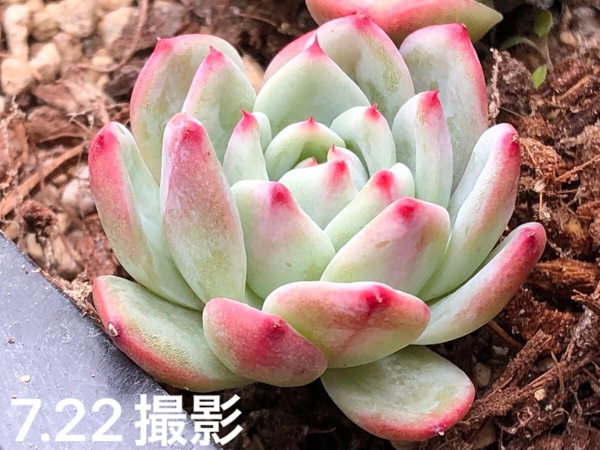 シェーンブラッド 抜き苗 エケベリア 多肉植物|Yahoo!フリマ シェーンブラッド 抜き苗 エケベリア 多肉植物|Yahoo!フリマ