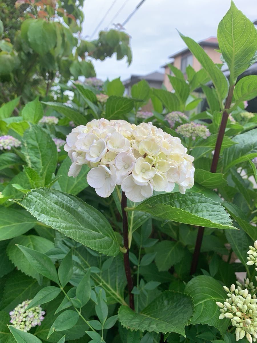 紫陽花 黒軸 アジサイ 挿し穂カット苗 根っこ無し 2本セット 紫陽花 黒軸 アジサイ 挿し穂カット苗 根っこ無し 2本セット