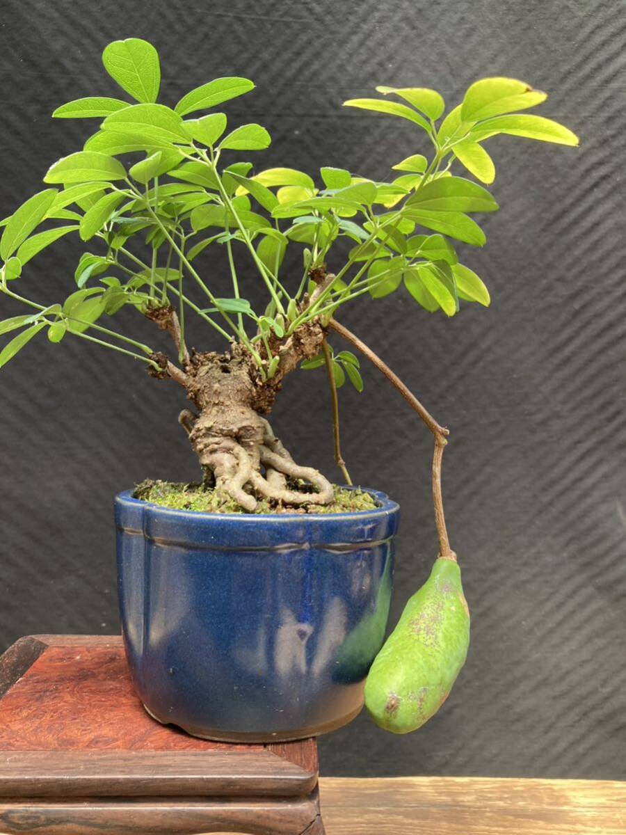  shohin bonsai мини бонсай akebi